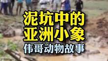 一次温暖的野生象救助，结局却令人大笑起来！#万物皆有灵性 #萌宠 #治愈系 #反转剧情