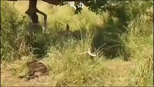 牛偷袭花豹，花豹逃上树后，水牛又撞树，吓得花豹瑟瑟发抖