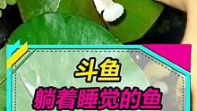 这种鱼真会享受，睡觉要拿叶子当床~