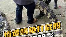 惨遭鳄鱼打屁股，求心理阴影#鳄鱼养殖场 #鳄鱼 #鳄珍