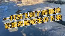 一只鸡飞到了鳄鱼池它是否能够生存下来#鳄珍 #鳄鱼 #鳄鱼养殖场 #男鞋