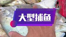 久违的赶海拉大网了，今天收获有黄花鱼，马友鱼，白鲳鱼等，大家觉得这一网会亏吗？#南三渔小夫赶海 #南