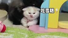 给大家表演一个猫咪吃雪糕吧#猫咪的迷惑行为 #曼基康矮脚 #米努特矮脚猫 #小奶猫的成长日记 #家有