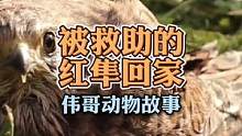 救助了一只小红隼，居然还跑回来做窝下蛋？#万物皆有灵性 #萌宠 #治愈系 #猛禽