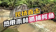 现场直击：热带雨林抓捕鳄鱼#鳄鱼 #鳄鱼养殖场 #鳄珍