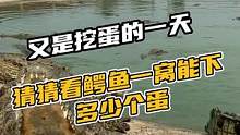 又是挖蛋的一天猜猜鳄鱼一窝能下多少个蛋#鳄珍 #鳄鱼 #鳄鱼养殖场