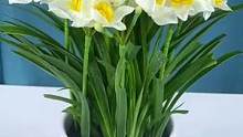 #水仙花 开花满屋都是淡淡的香味，非常好养有水就能存活