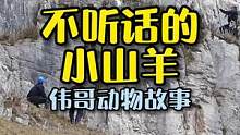 一场惊险的救援行动就为了一只小山羊？#万物皆有灵性 #萌宠 #治愈系 #英国