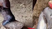 毛驴蹄子很大像穿了大头皮鞋，师傅几铲刀修成三寸金莲，太痛快了