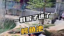 一群猴子进鳄鱼池了#鳄珍 #鳄鱼 #鳄鱼养殖场