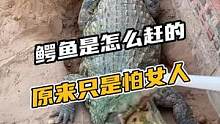 鳄鱼是怎么赶的，原来只是怕女人。#鳄珍 #鳄鱼 #鳄鱼养殖场