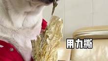 这鳕鱼皮看起来好香！#拉布拉多日记 #家有馋狗 #宠物零食 #鳕鱼皮