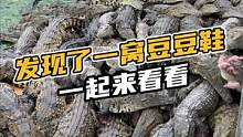 发现了一窝豆豆鞋一起来看看#鳄珍 #神奇动物在中国 
