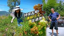 持续的干旱辣椒全红了，老爸说要套种白菜，家门口的花卉也晒焦！