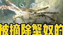 被摘除蟹奴的螃蟹后续 #蟹奴 #蟹坚强 #frank的私人水族馆