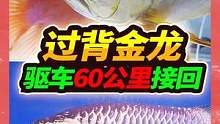 驱车60公里去鱼友家收鱼，55公分半米多长大金龙，果断带回家#鲲天下 #水族App #龙鱼