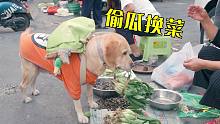 狗狗偷瓜换菜，菜摊奶奶气得直摇头，你这狗得教