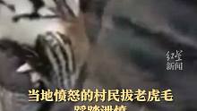 印度老虎咬死9人被击毙 受害者包含一名12岁男童  村民拔虎毛踩踏泄愤