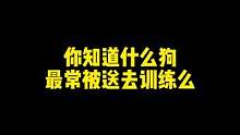 有多少人是自己养了狗狗最后送人的？