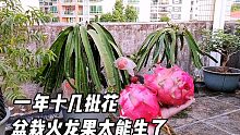 盆栽火龙果也太能生了，一年十几批花，从年头吃果到年尾