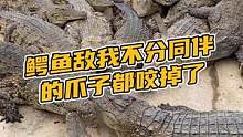  这些家伙敌我不分，爪子都咬掉了#鳄珍 