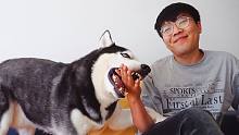 听说楼下免费打狂犬疫苗，必须想办法让我家二哈咬我一口
