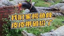 我们家鳄鱼骨皮皮带错过就拍大腿吧！#鳄珍