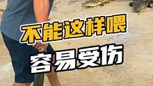 不能这样喂，容易受伤#鳄珍 
