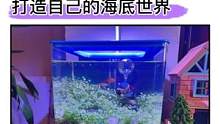 这是小朋友自己就能搞定的#生态缸！哇塞这也太梦幻了，观察植物生长，体验养鱼的乐趣#益智玩具#养鱼日记