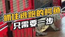 抓住逃跑的鳄鱼只需要一步#鳄珍 #零距离接触动物 