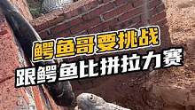 鳄鱼哥要挑战跟鳄鱼比拼拉力赛#鳄珍 #零距离 