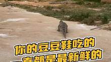 你的豆豆鞋吃的一直都是最新鲜的#鳄珍 #评论区抽奖功能  