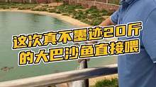 这次真不墨迹20斤大巴沙鱼直接喂#鳄珍 