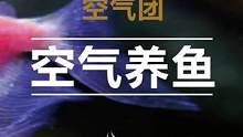 这咋办？？？#观赏鱼 #水族 