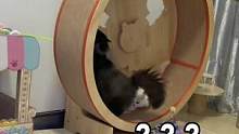 跑步机可以是玩具也可以是体罚道具#小奶猫的成长日记 #家有傻猫 #猫咪的迷惑行为 #米努特矮脚猫 #