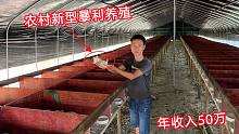 农村又出现一种新型暴利养殖行业，老板利用一亩荒地，年收入50万