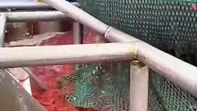 原来大部分人吃不到新鲜的海虾，分享捕虾船捕虾全过程