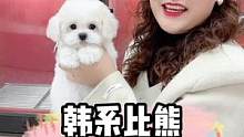 帮粉丝看一只韩系小比熊，不得不说这位宝妈真的好用心，孩子就是用来宠的！#萌宠出道计划 #比熊 #小体