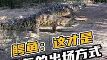 鳄鱼这才是霸气的出场方式#鳄鱼 #鳄鱼养殖场 #鳄珍