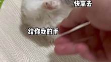 懂事的猫已经主动拉住我的手了！！！#猫咪的迷惑行为 #小奶猫的成长日记 #米努特矮脚猫 #吸猫 #被