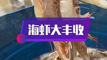 南三岛野生海虾大丰收，现在的虾好多都爆膏了，游客都赞不绝口