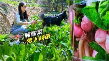 这萝卜苗长得太好了，老爸说拔了给鸡吃，洋子舍不得腌成酸菜了！