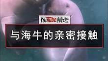 与海牛的亲密接触。两根草都能啃那么久，这大概是水豚之外，最佛的动物了吧。#海牛 #动物 #可爱