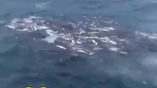 鲸鱼超声波震晕鱼群，路过渔民趁机捡漏，网友：这是趁鱼之危啊