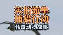 高清追焦记录游隼的空战与捕猎，凤头蜜鹰和灰头麦鸡参演。#动物世界 #猛禽 #空战 #鸟类