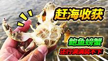 海边赶海偶遇鲍鱼池，收获颇丰遍地海星，最后收获2只大头鲍鱼