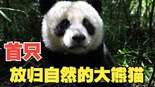 全世界第一只放归野外的圈养大熊猫，放归前的珍贵画面