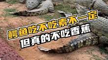我家的鳄鱼吃不吃素不一定但是真的不吃香蕉#鳄珍 #动物的迷惑行为 #人类迷惑行为 