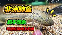 进化出4条须腿的非洲肺鱼，可以生活在陆地几年不死，准备玩具墙
