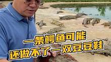 一整条鳄鱼可那还做不了一双鞋#鳄珍 